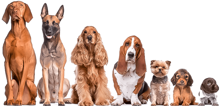 Telomere Length in Dog Breeds Correlates to Lifespan