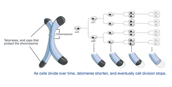 Telomere Shortening during Cell Division