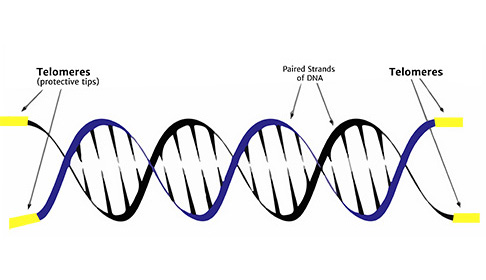 DNA Telomere