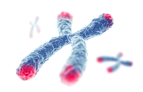 Telomeres