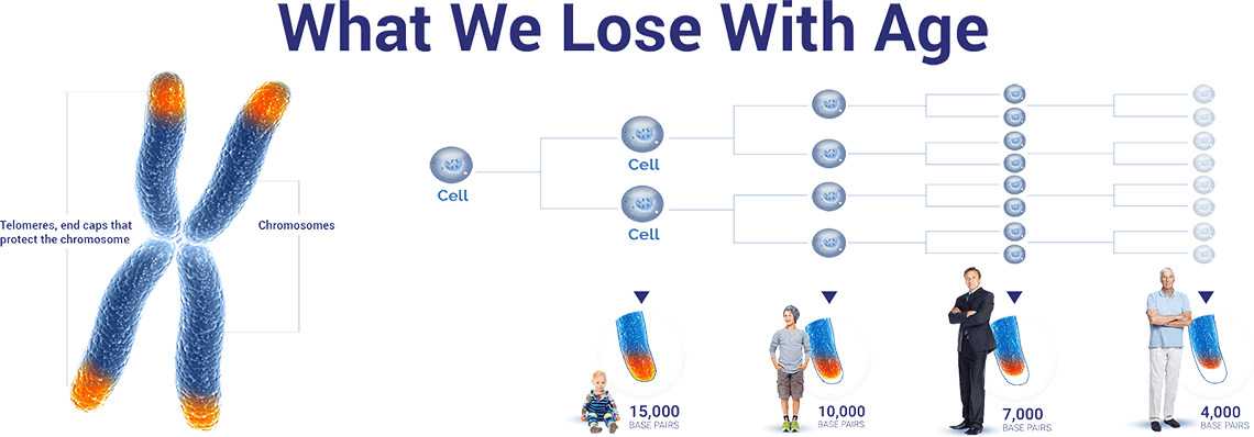 Telomerase Shortening Graph