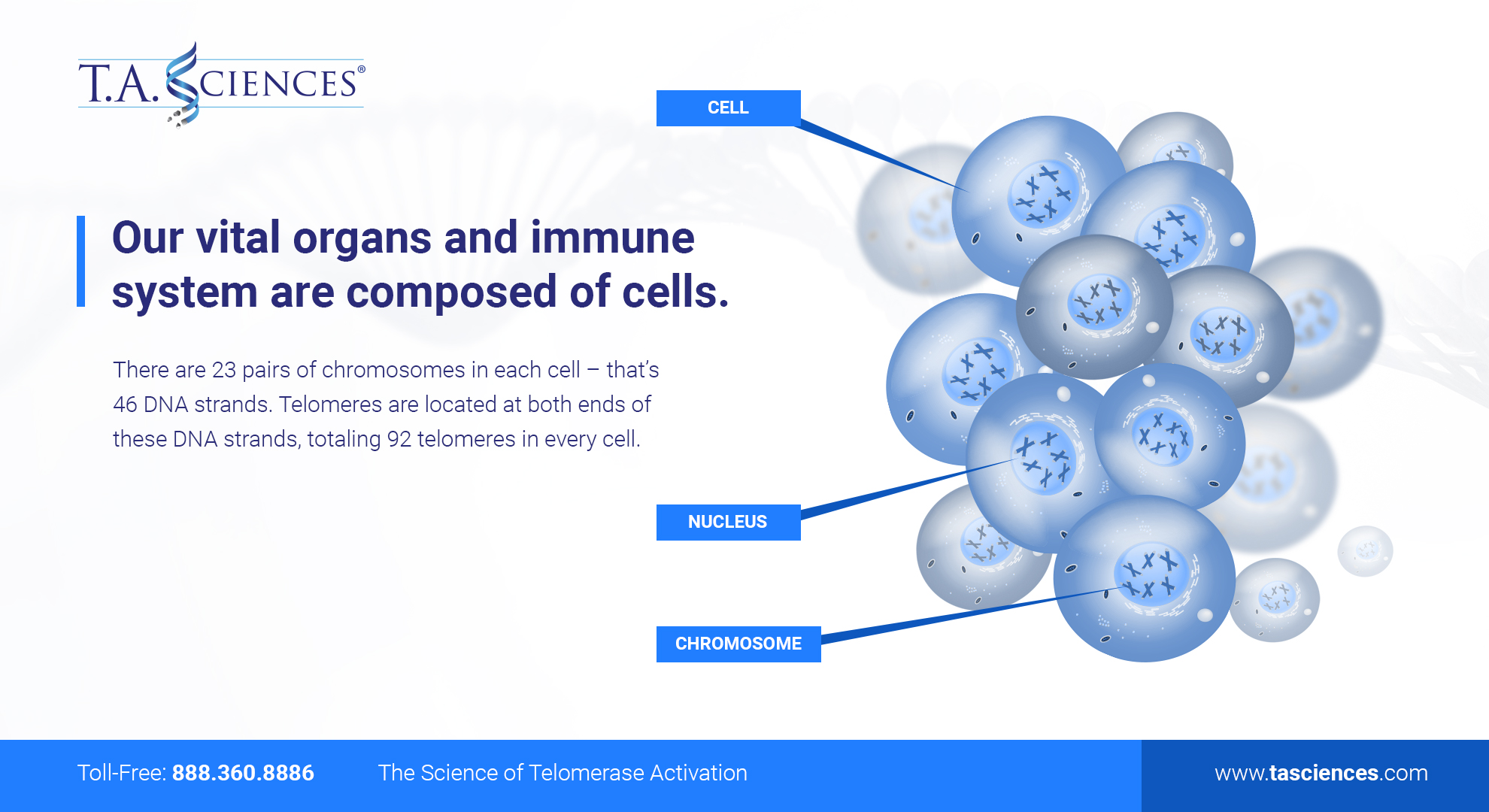 Vital Organs_Immune_System