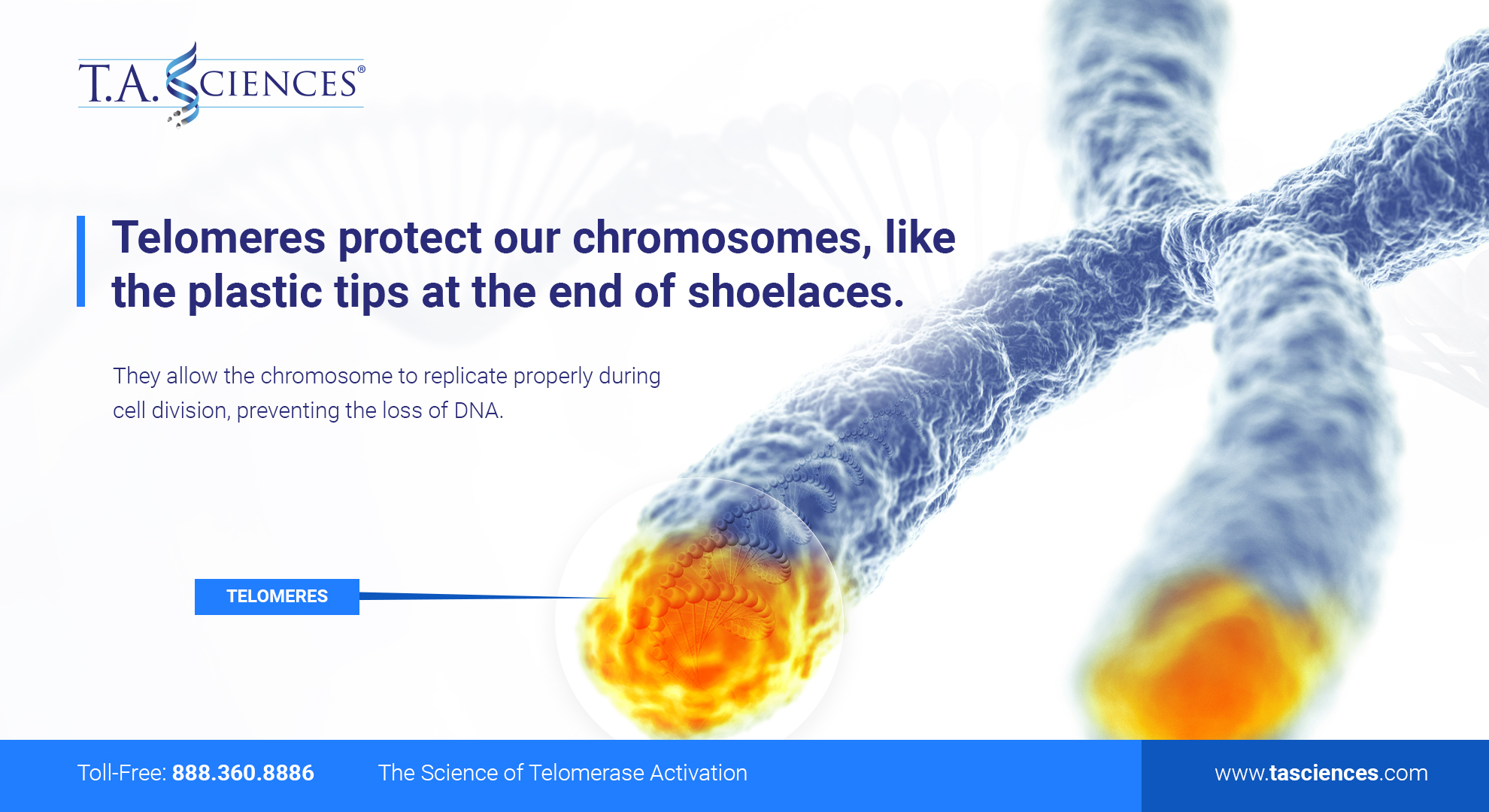 Telomerase_Chromosomes