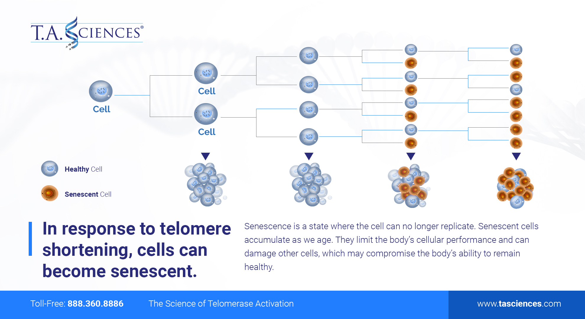 Telomerase_Shotening