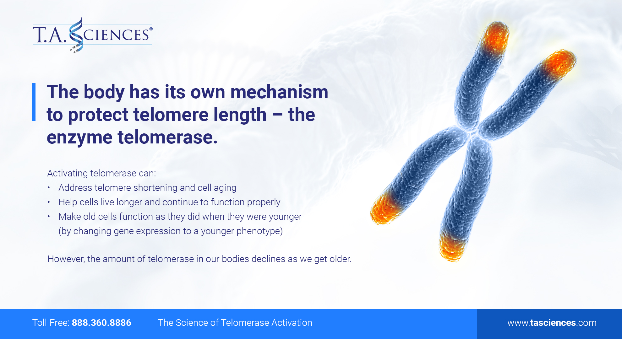 Telomere_length