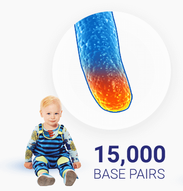 a baby has 15,000 base pairs